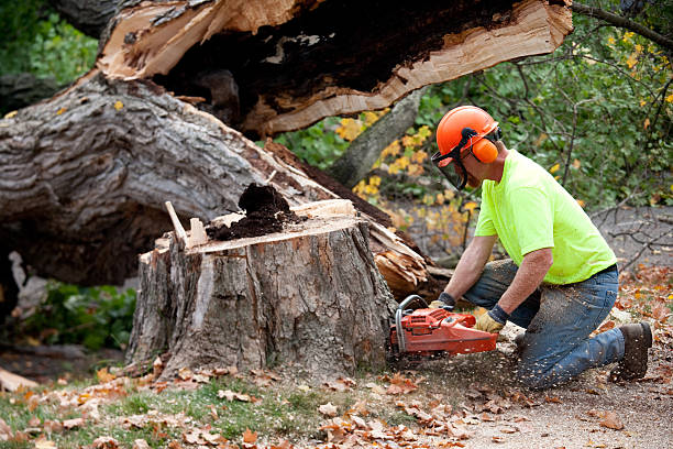 Tree and Shrub Care in Boyd, TX
